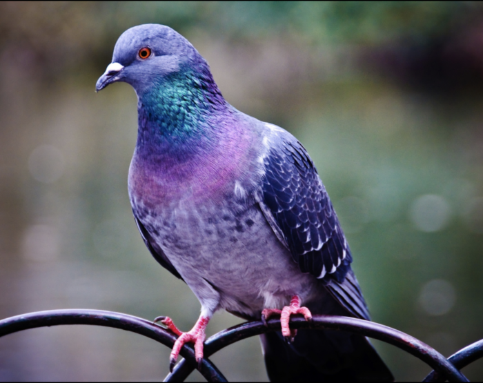 Pigeon, Photographed by Me Pixels User Emma Watson (CC0)